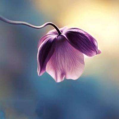 皇冠官网app下载安装